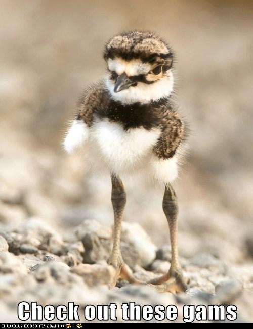 Bilder-Thread funny-animal-captions-animal-capshunz-wa