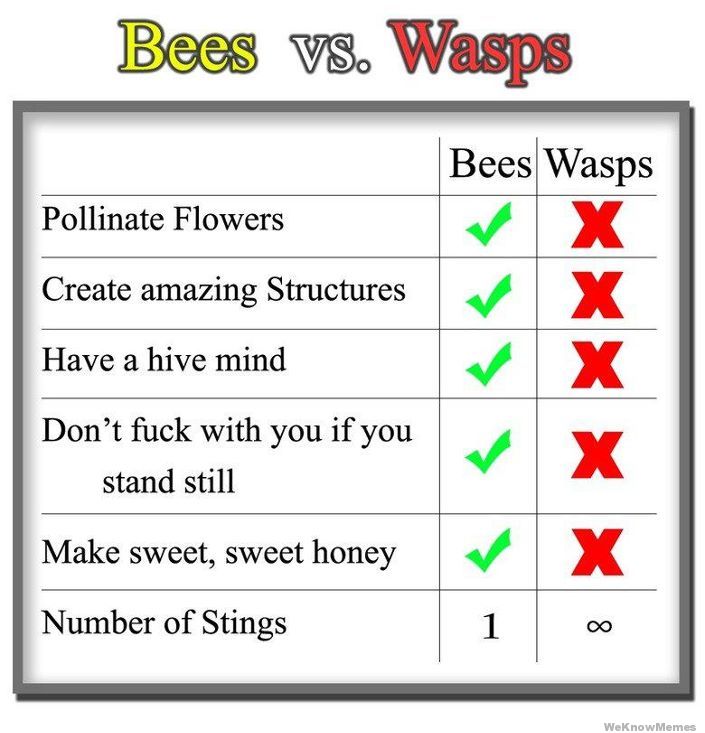 bees-vs-wasps