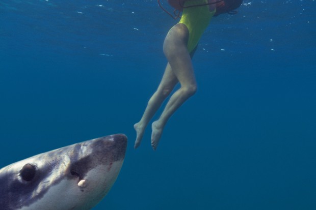 Great-white-shark-beside-woman-in-inflat