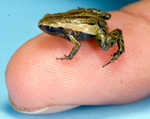 smallest frog