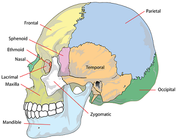 original skull bones