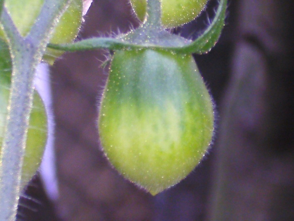 72f7f5 kleine Tomatenschoenheit