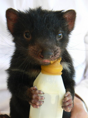 tasmanian-devil