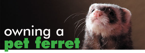 a-owning-a-pet-ferret