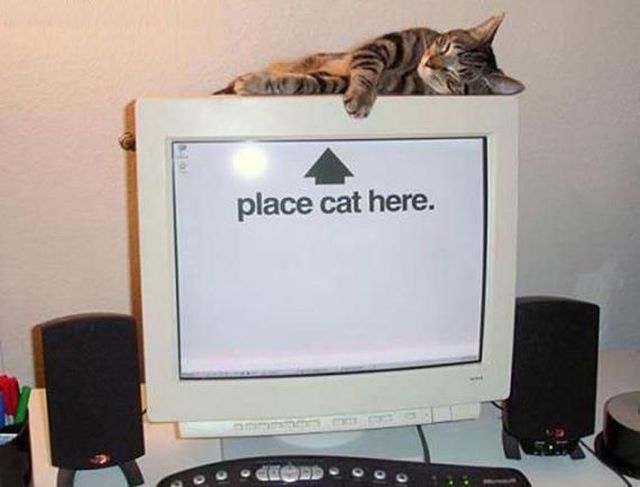 Bilder-Thread Random252520Funny252520Photos252520Part2