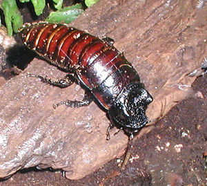 300px Madagascan.hissing.cockroach.750pi