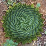 aloe-plant-150x150