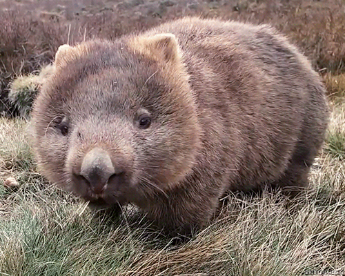 Wombat-Giphy