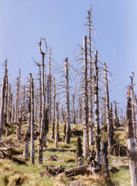 Waldschaeden Erzgebirge 3