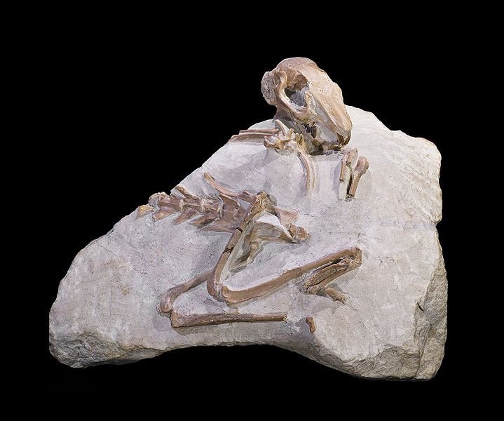 Fossil