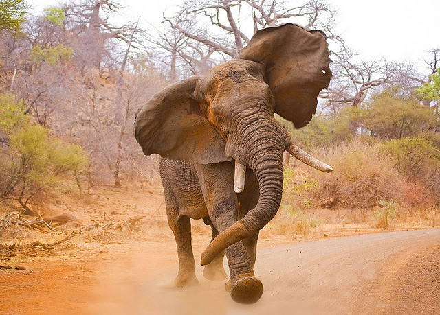 elephant