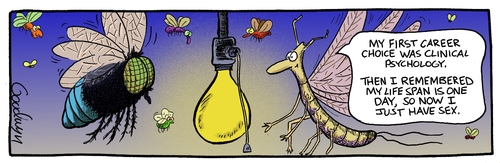 Bilder-Thread mayfly 1220915