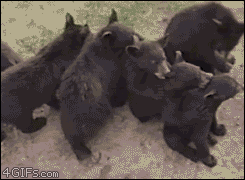 Bear cubs conga line love train