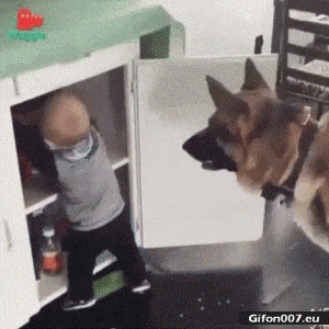 Funny-Video-Child-Feed-Dog-Gif