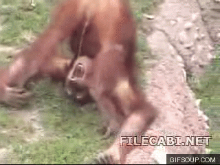t0eed2a_monkey-drinks-own-pee-o.gif