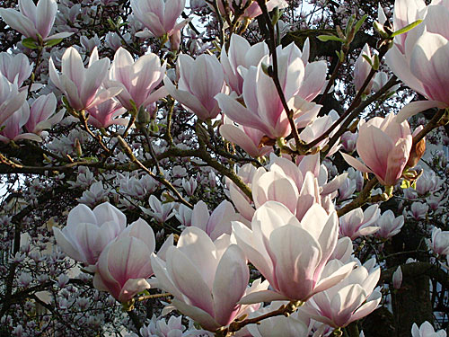 43e5b2 magnolien-3