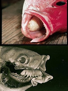 Cymothoaexigua