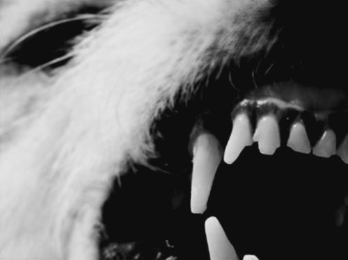 Bilder-Thread zcJIof tumblr ln65o34y9s1qibblao1 500