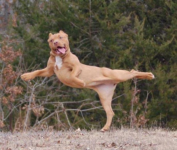 happy-animals-smiling-dog-yoga