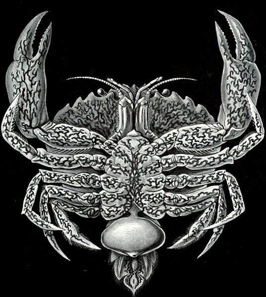 536px-Haeckel Sacculina