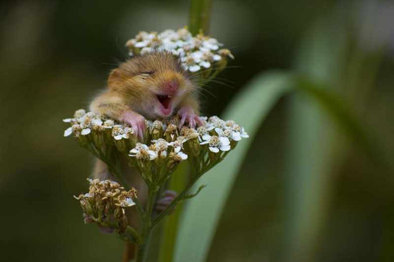 Bilder-Thread hamster-loves-flowers