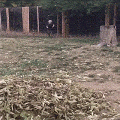 funny-gifs-dog-wipes-out-boy-fail