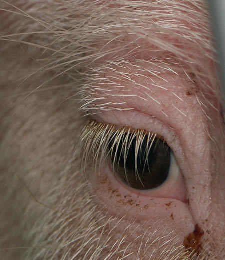 im-auge-der-schweine-2