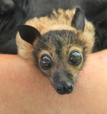 orphan ffoxes