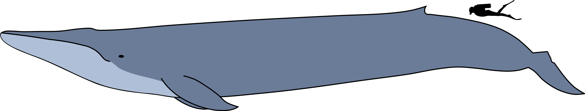 Blue whale size