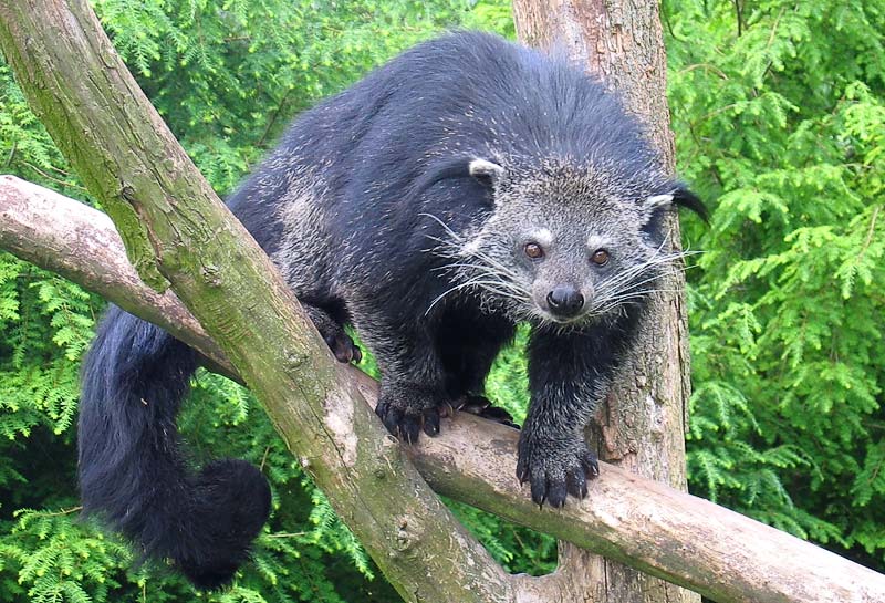 Binturong in Overloon