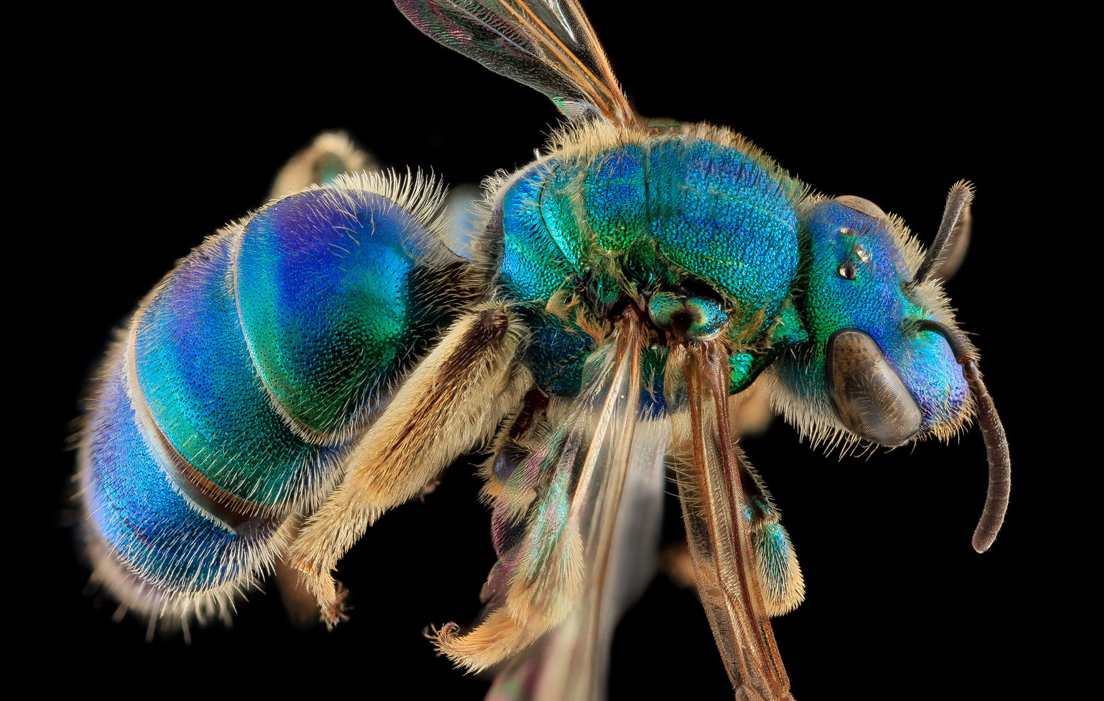 Bilder-Thread 4-augochloropsis-sumptuosa-bee-1600