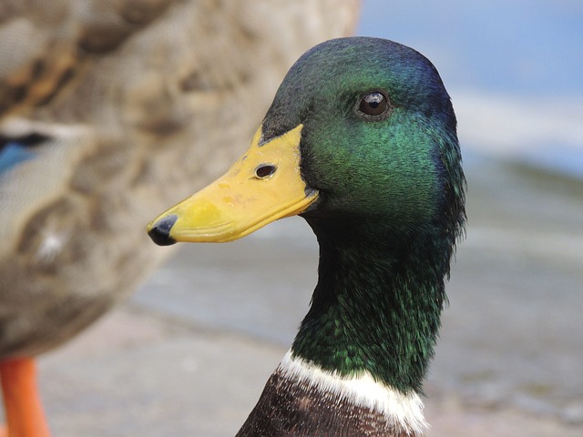 duck 190715 640