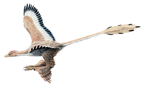 Microraptor