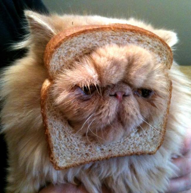 Persian-Cat-Breading