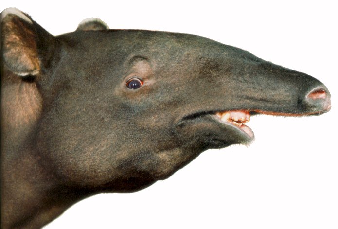 Tapir15