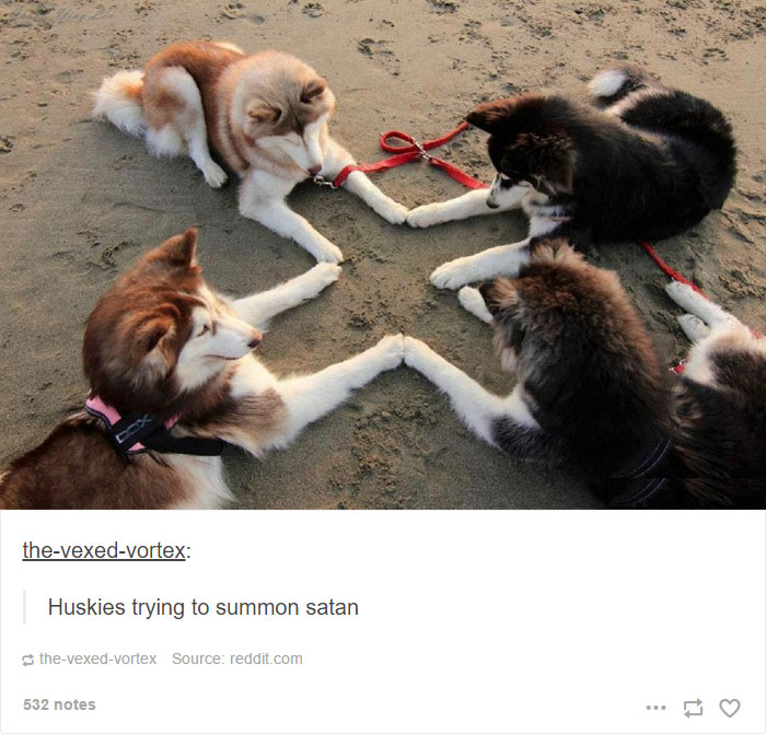 funny-husky-dog-posts-54-583438c666a52  