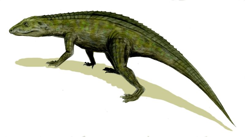 Protosuchus BW