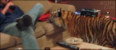 animals-gif-085-008