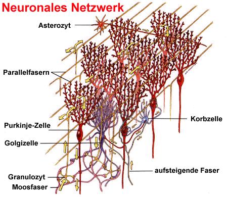 cerebce