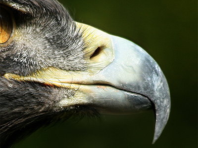 28b4ad85285 schnabel-steinadler