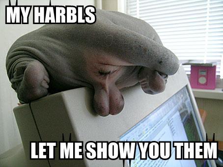 Bilder-Thread uh430481224686436LolCatRenderer-17
