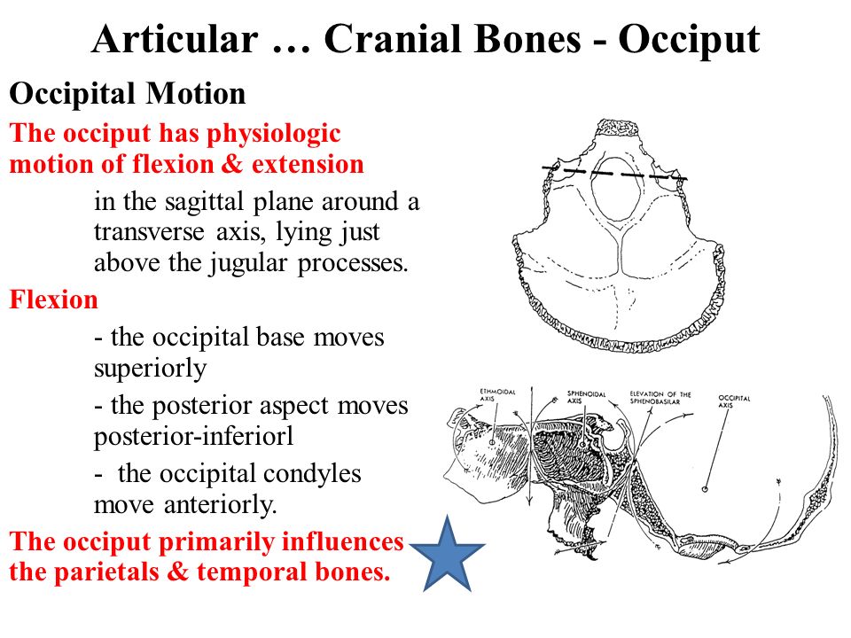 ArticularE280A6CranialBones-Occiput