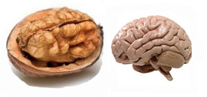 walnut-brain