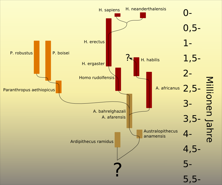 Stammbaum der Entwicklung des Menschen