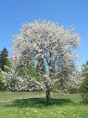 360px S C3 BC C3 9Fkirsche Prunus avium.