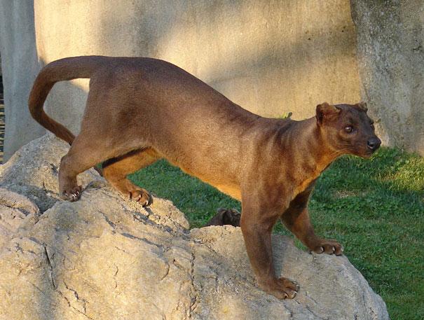Bilder-Thread strange-animals-you-didnt-know-11