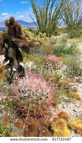 stock-photo-different-cacti-in-anza-borr