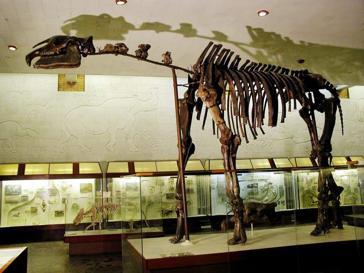 indricotherium