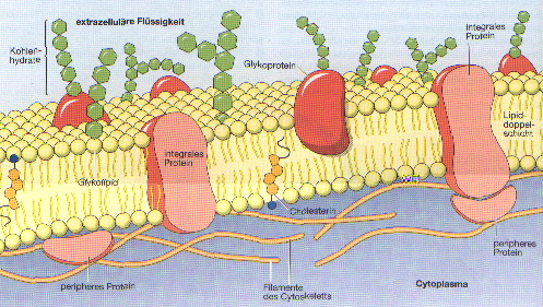 zellmembran