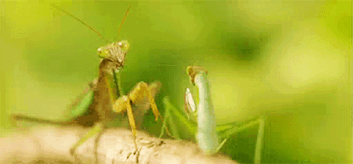 funny-praying-mantis